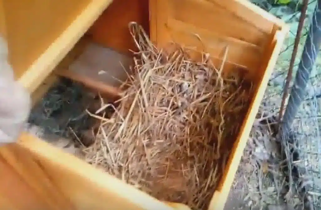 pollaio per galline ovaiole