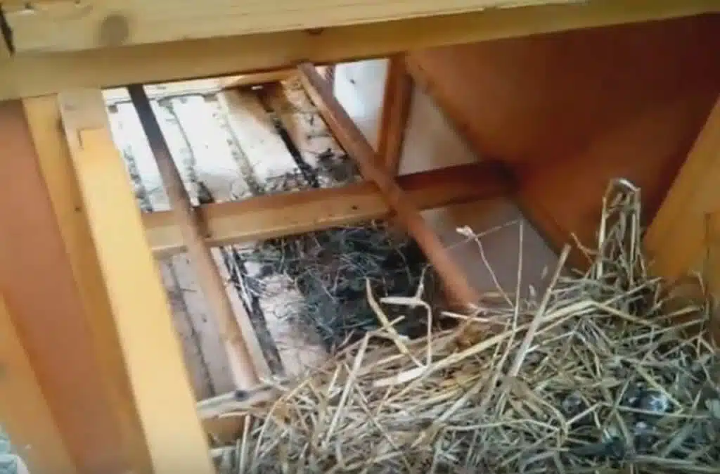 pollaio per galline ovaiole