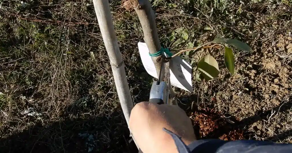 Come trapiantare un albero da frutto 14 potatura albero da frutto