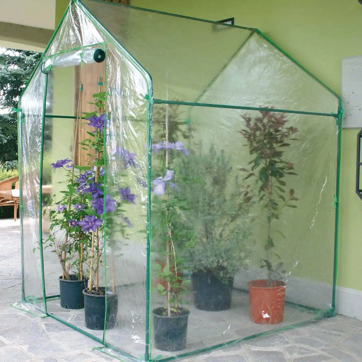 Come proteggere dal freddo gli agrumi in vaso - serra