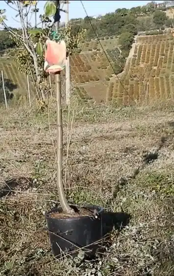 Come trapiantare un albero da frutto 5 trapianto albero da frutto