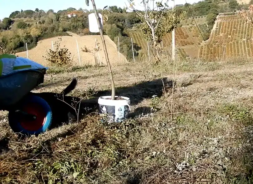 Come trapiantare un albero da frutto 6 trapianto albero da frutto
