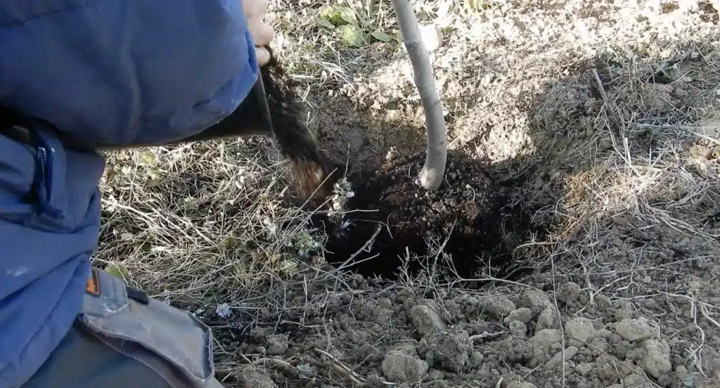 Come trapiantare un albero da frutto 12 trapianto albero da frutto