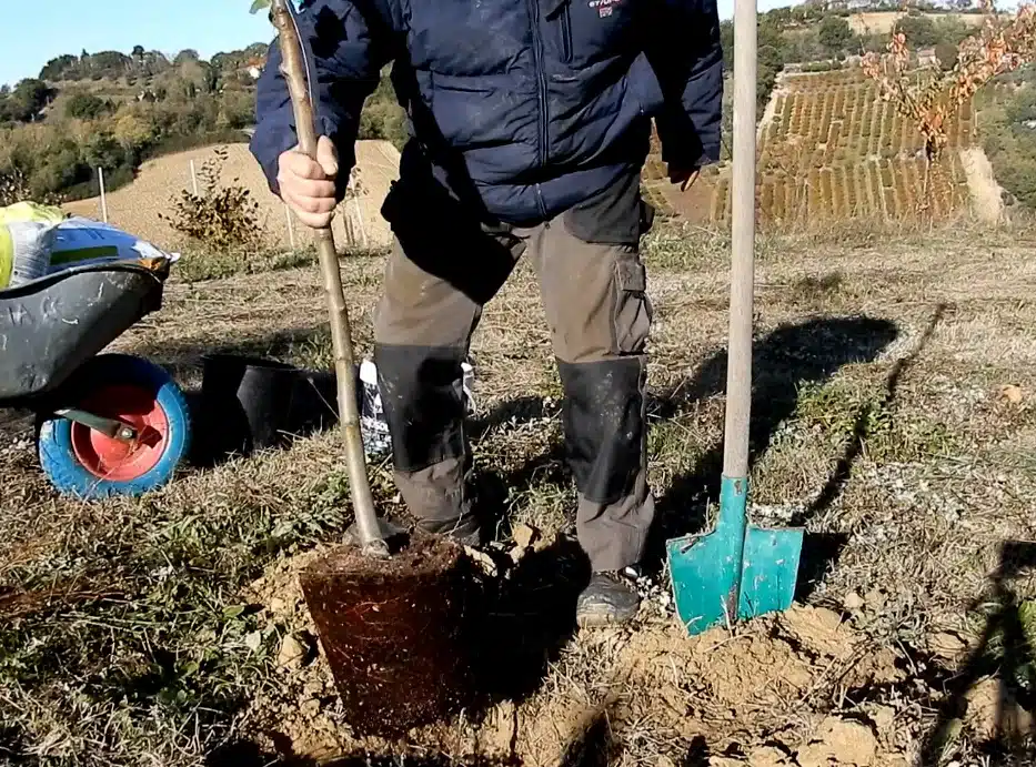 Come trapiantare un albero da frutto 7 trapianto albero da frutto