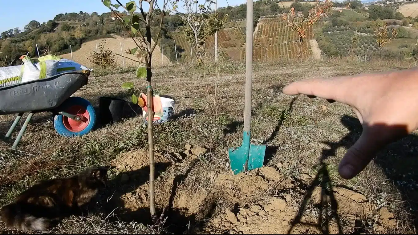 Come trapiantare un albero da frutto 8 trapianto albero da frutto