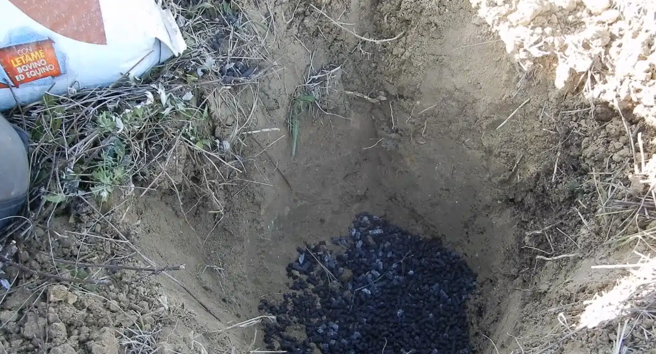Come trapiantare un albero da frutto 10 trapianto albero da frutto