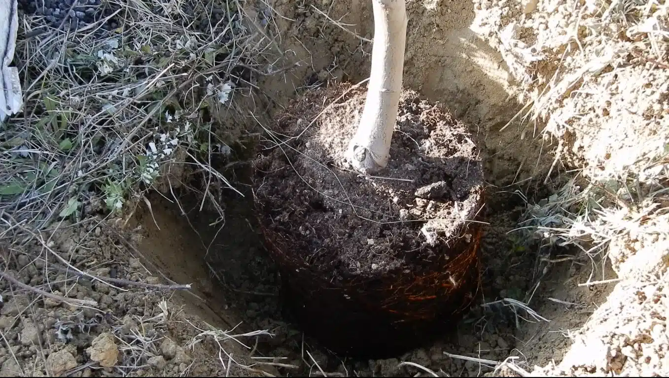 Tecnica antica: inzaffardatura degli alberi da frutto a radice nuda 3 albero da frutto in vaso