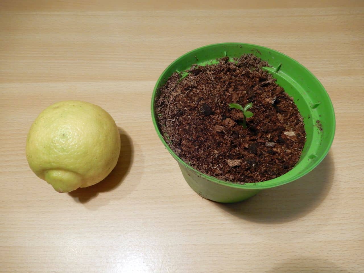 Come seminare un albero di limoni