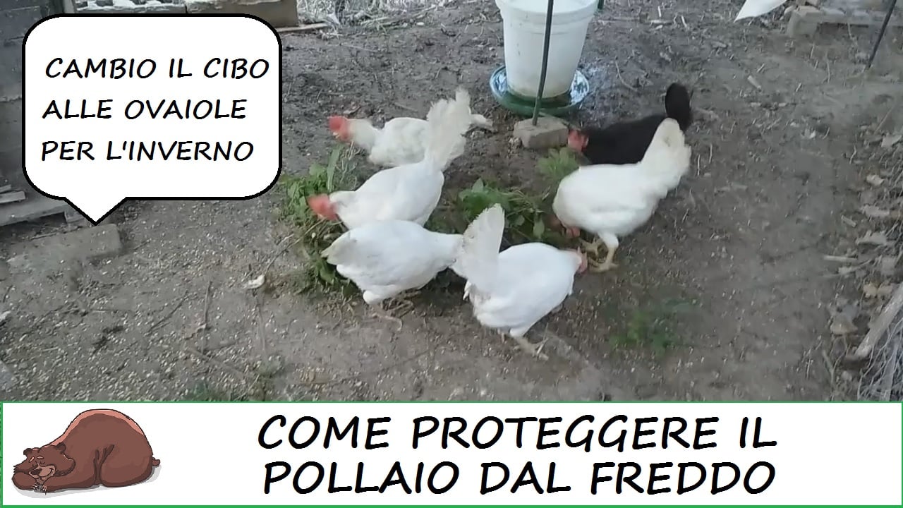Come proteggere il pollaio dal freddo