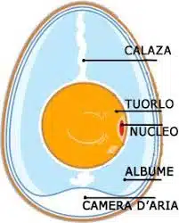 com'è fatto un uovo