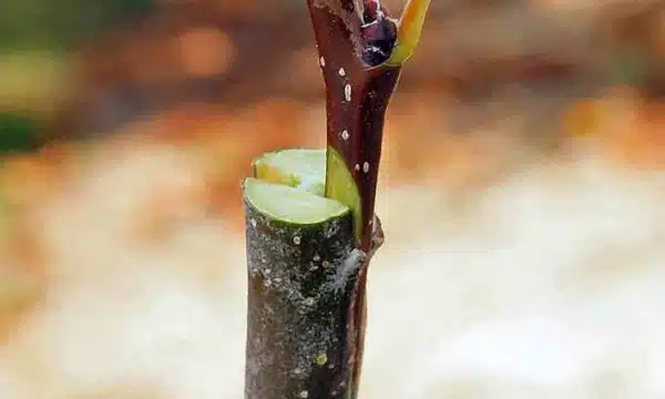 Semina del castagno. Dal seme alla piantina!
