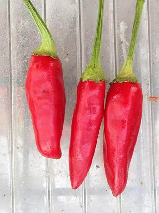 Quando seminare e come coltivare i Peperoncini piccanti - peperoncini di Soverato calabresi