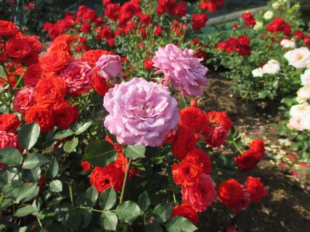 rose e uovo