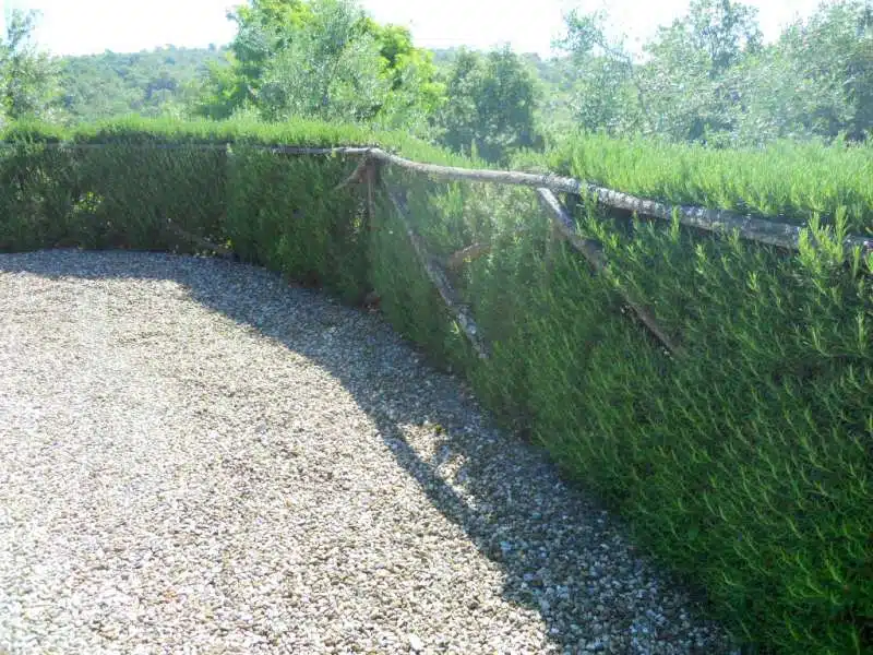 Come si coltiva il Rosmarino - siepe