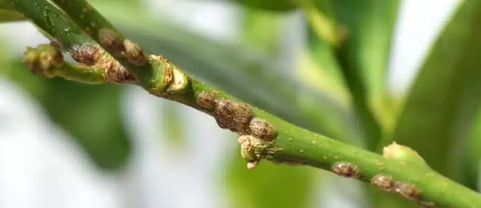 Come eliminare la fumaggine degli agrumi-cocciniglia