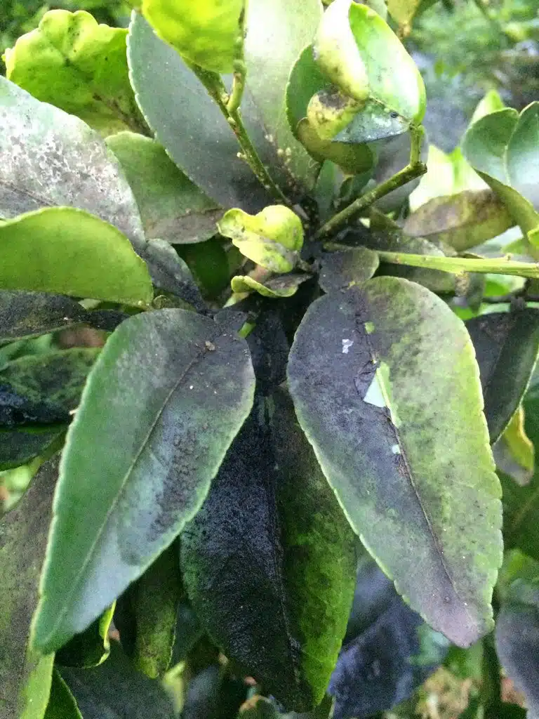 Come eliminare la fumaggine degli agrumi