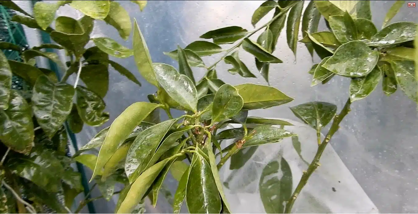 limoni trattati dalla fumaggine-risultato