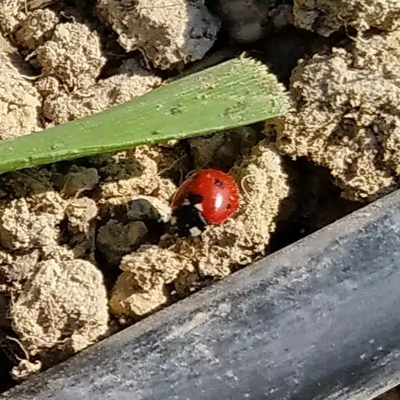 coccinella logo Come si coltivano le Melanzane - coccinella nell'orto biologico
