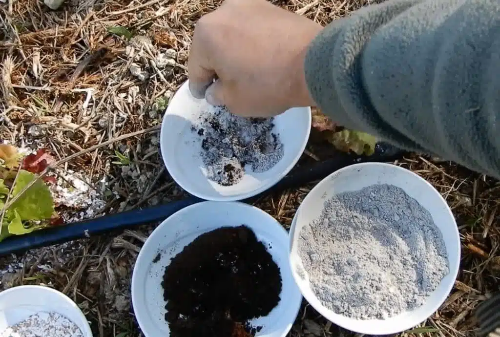 come allontanare le lumache nell'orto-fondi di caffe e cenere di legna