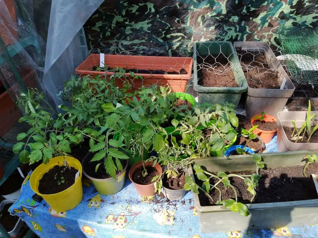 Profondità di semina e temperatura di germinazione dei semi 3 Temperatura di germinazione dei semi e profondità di semina-piantine