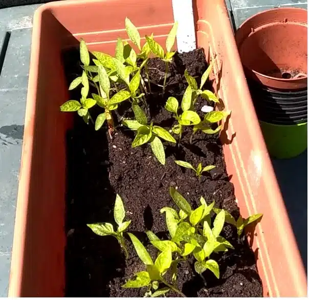 Profondità di semina e temperatura di germinazione dei semi 4 Temperatura di germinazione dei semi e profondità di semina-piantine