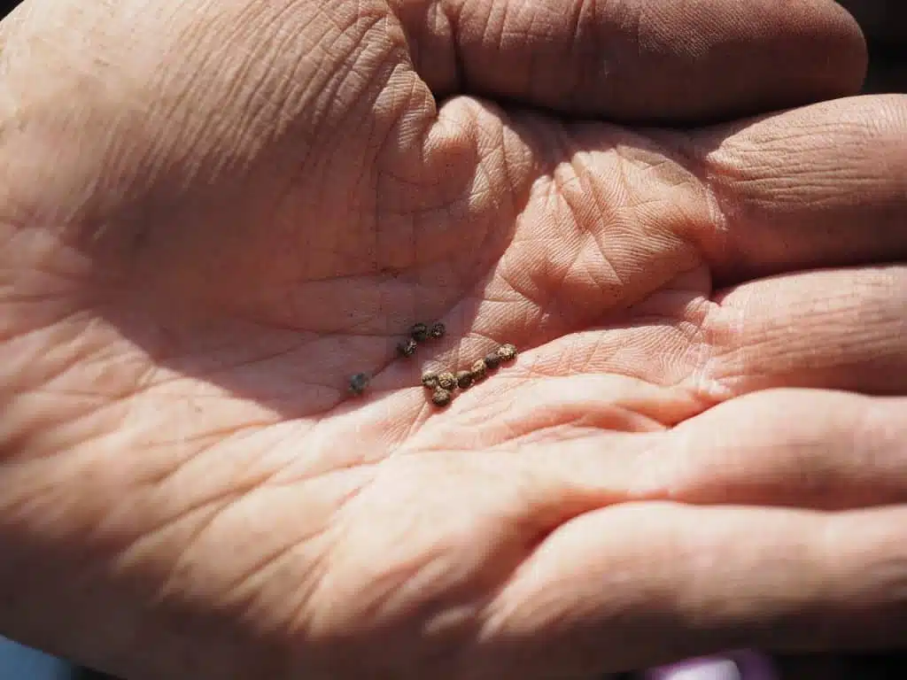 Profondità di semina e temperatura di germinazione dei semi 1 Temperatura di germinazione dei semi e profondità di semina-semi