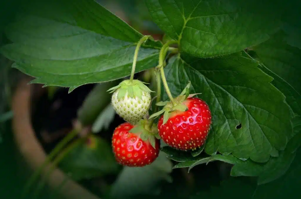 Come si coltivano le fragole in vaso e nell'orto 13 Coltivare le fragole in vaso e nell'orto -piantina di fragole