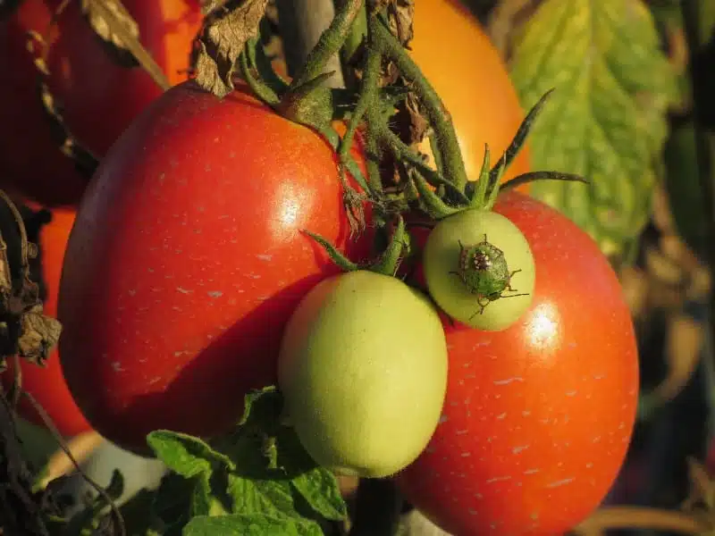 Come coltivare i pomodori in vaso in un orto sul balcone - cimici sui pomodori
