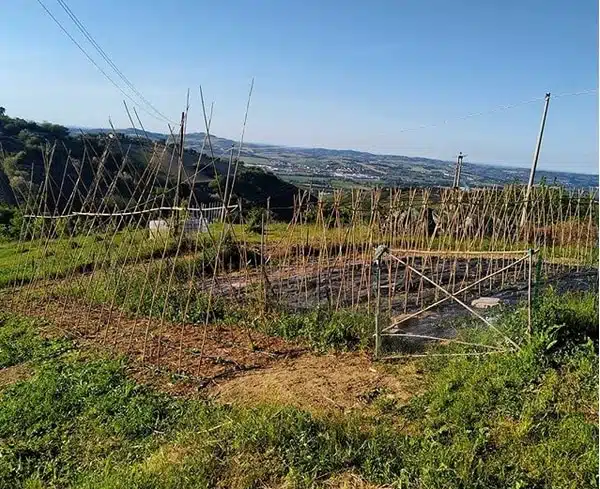 Lotta biologica agli insetti e parassiti dell'orto-il mio orto