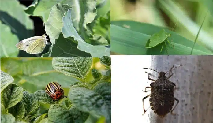 Come si coltivano le Melanzane - logo lotta agli afidi dell'orto Insetti nell'orto