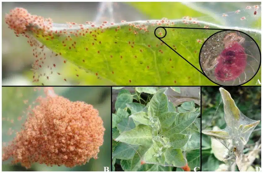 Lotta biologica agli insetti e parassiti dell'orto-ragnetto rosso