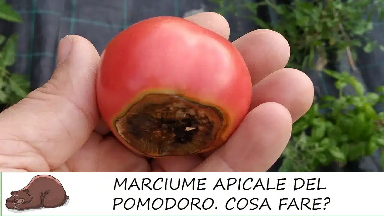 cosa fare per il marciume apicale pomodoro