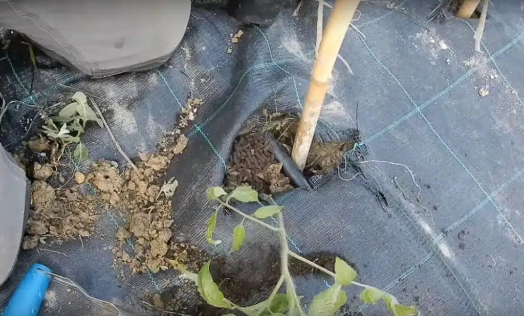 Perché le foglie dei pomodori si arricciano?