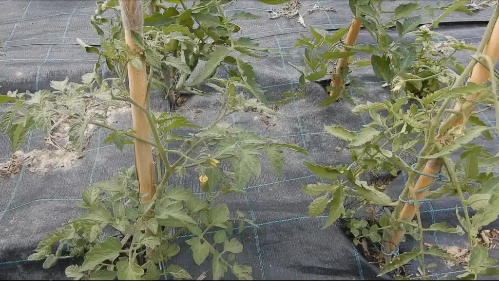 foglie pomodori che si accartocciano 