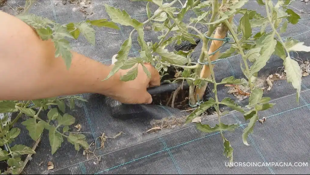 Perché le foglie dei pomodori si arricciano? - irrigazione a goccia