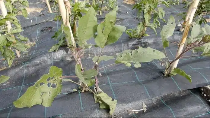 grandinata nell'orto cosa fare 6 Come si coltivano le Melanzane - grandinata nell'orto cosa fare 6