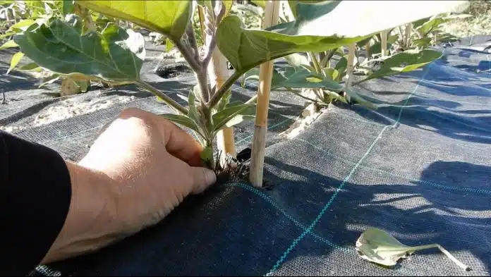 Rincalzo o sbiancamento dei finocchi 5 Esempio del telo da pacciamatura traspirante