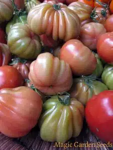 pomodoro Cuore di Bue