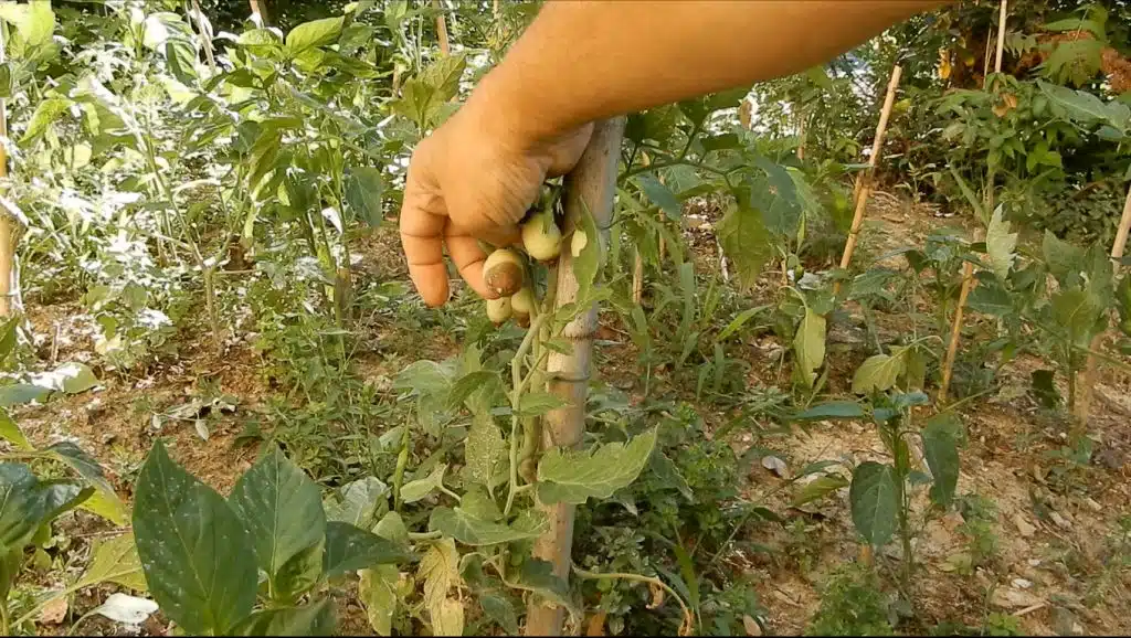 Cosa fare per il marciume apicale del pomodoro 