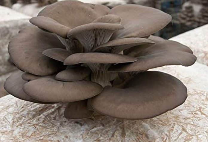 balletta di funghi