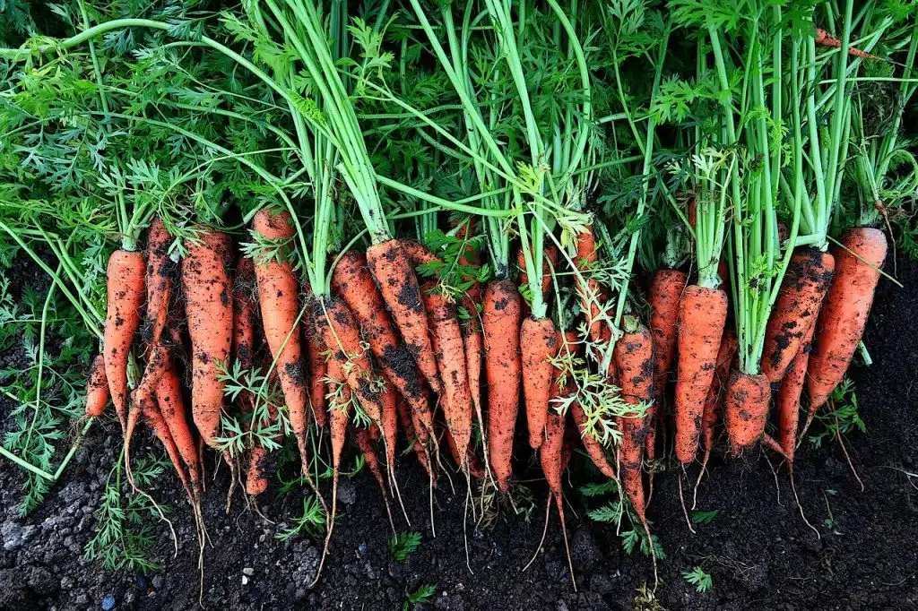 Orto invernale: come coltivare verdure fresche anche in inverno 2 Orto invernale: come coltivare verdure fresche anche in inverno - carote