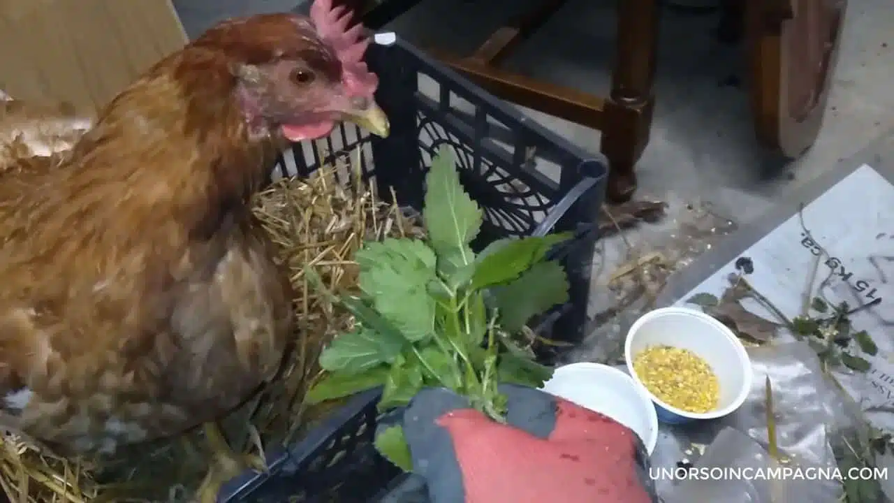 Ho curato e salvato una gallina ovaiola! 4 Ho curato e salvato una gallina ovaiola