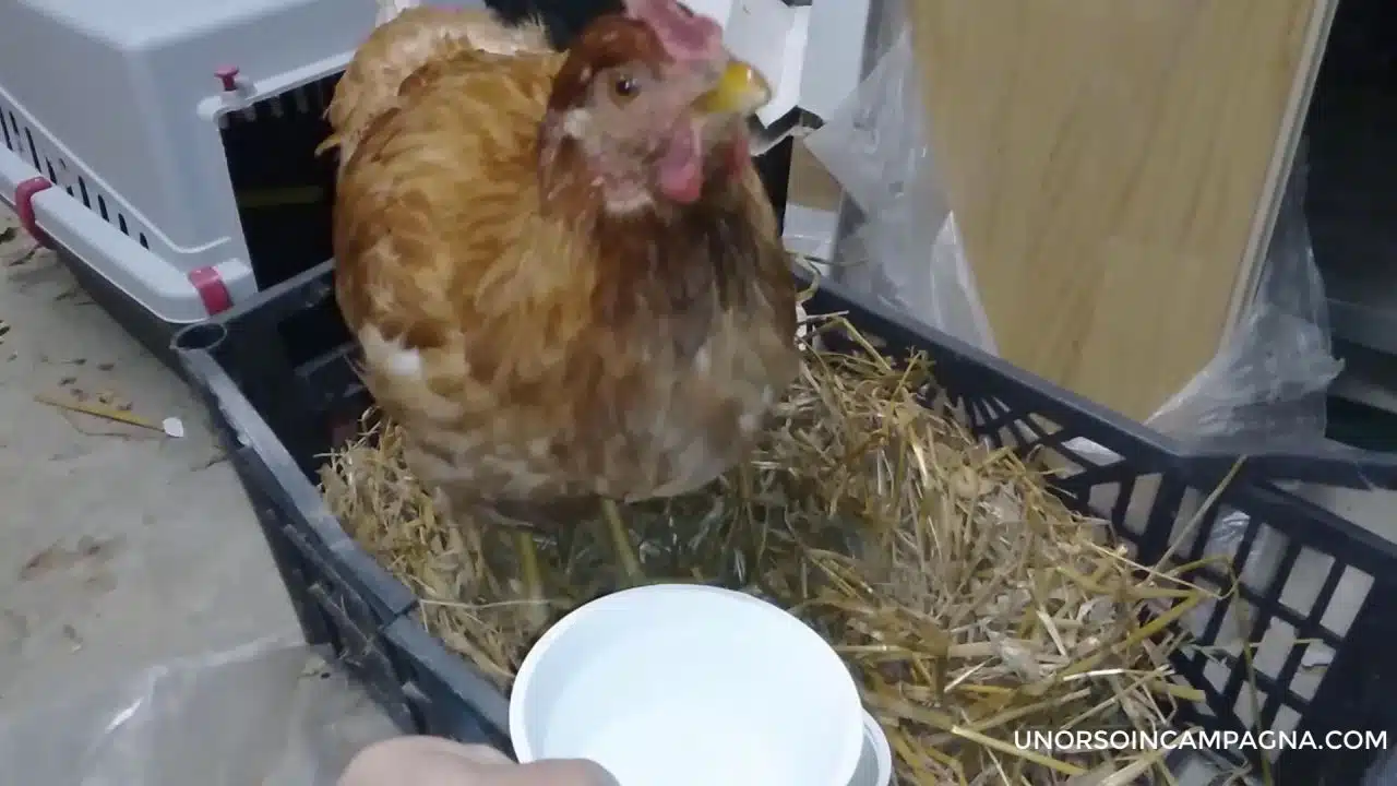 Ho curato e salvato una gallina ovaiola! 3 cura gallina