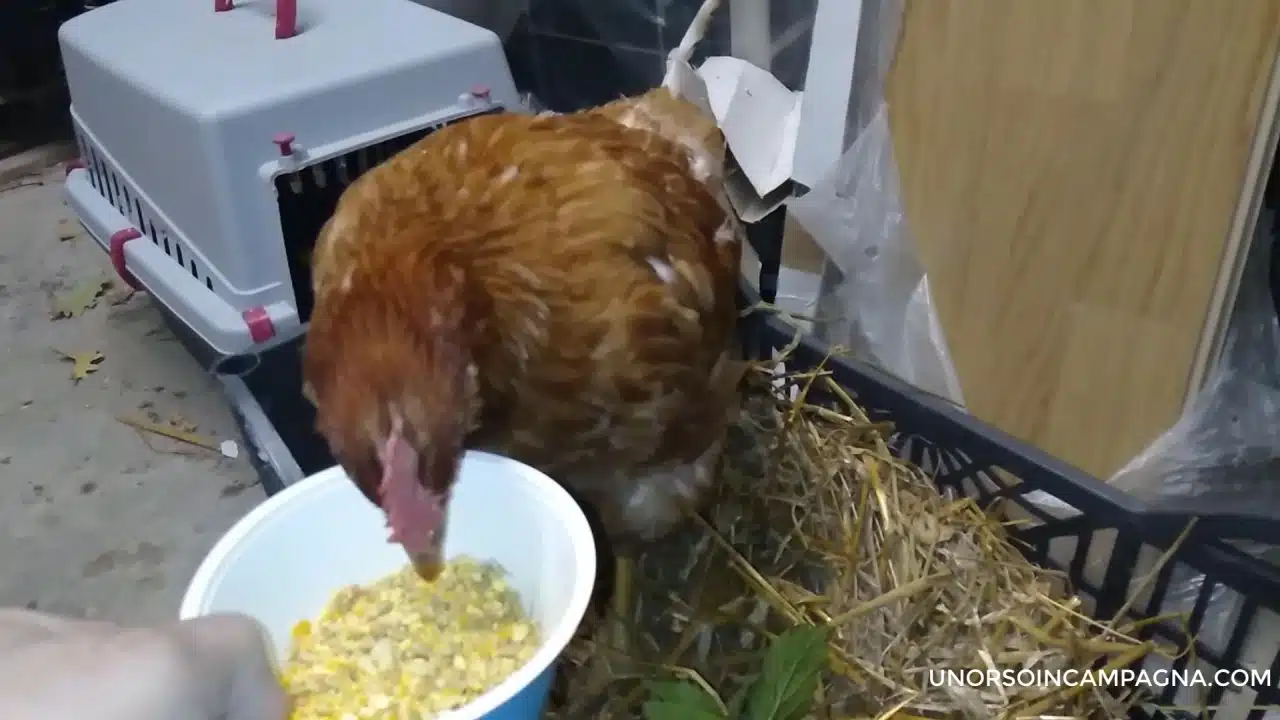 Ho curato e salvato una gallina ovaiola! 2 Ho curato e salvato una gallina ovaiola