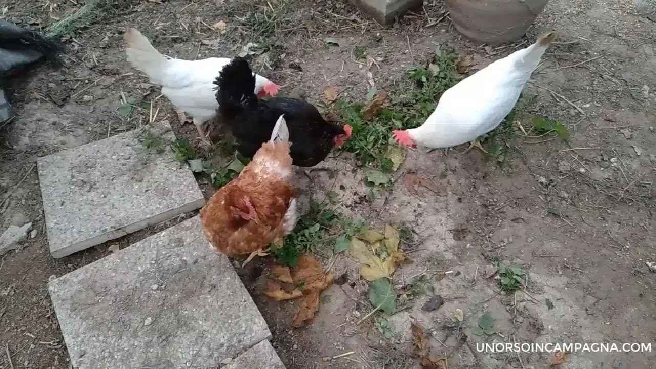 Ho curato e salvato una gallina ovaiola! 5 Ho curato e salvato una gallina ovaiola
