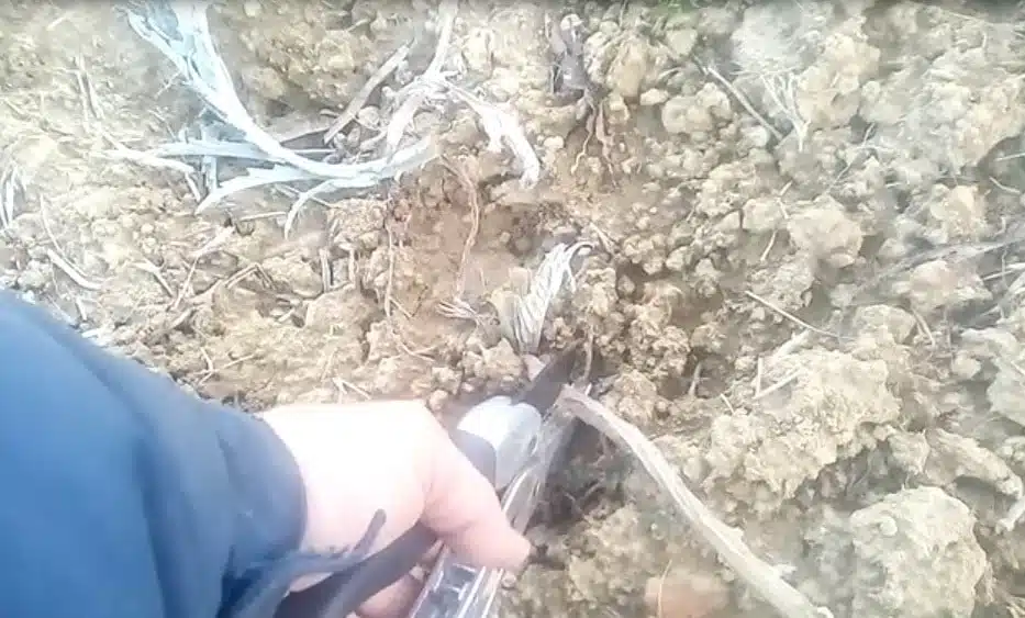 Carciofi terreno, concime, cura e trapianto dei polloni