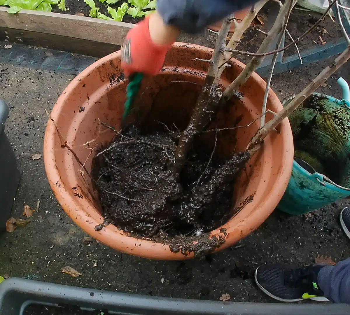 Tecnica antica: inzaffardatura degli alberi da frutto a radice nuda 10 Inzaffardatura alberi da frutto a radice nuda