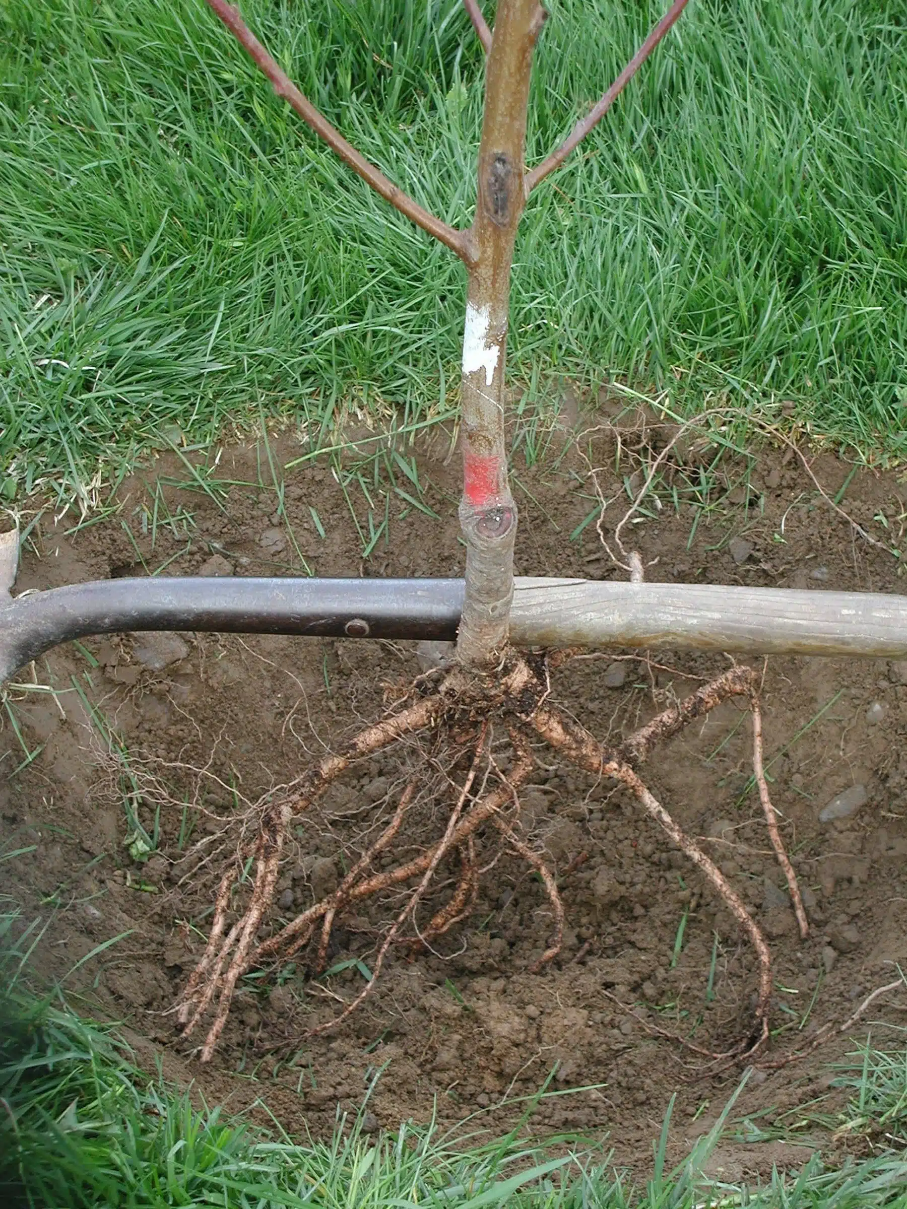 Come si trapianta un albero da frutto a radice nuda 5 albero a radice nuda - trapianto