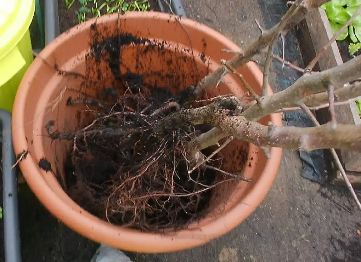 Tecnica antica: inzaffardatura degli alberi da frutto a radice nuda 4 Tecnica antica: inzaffardatura degli alberi da frutto a radice nuda
