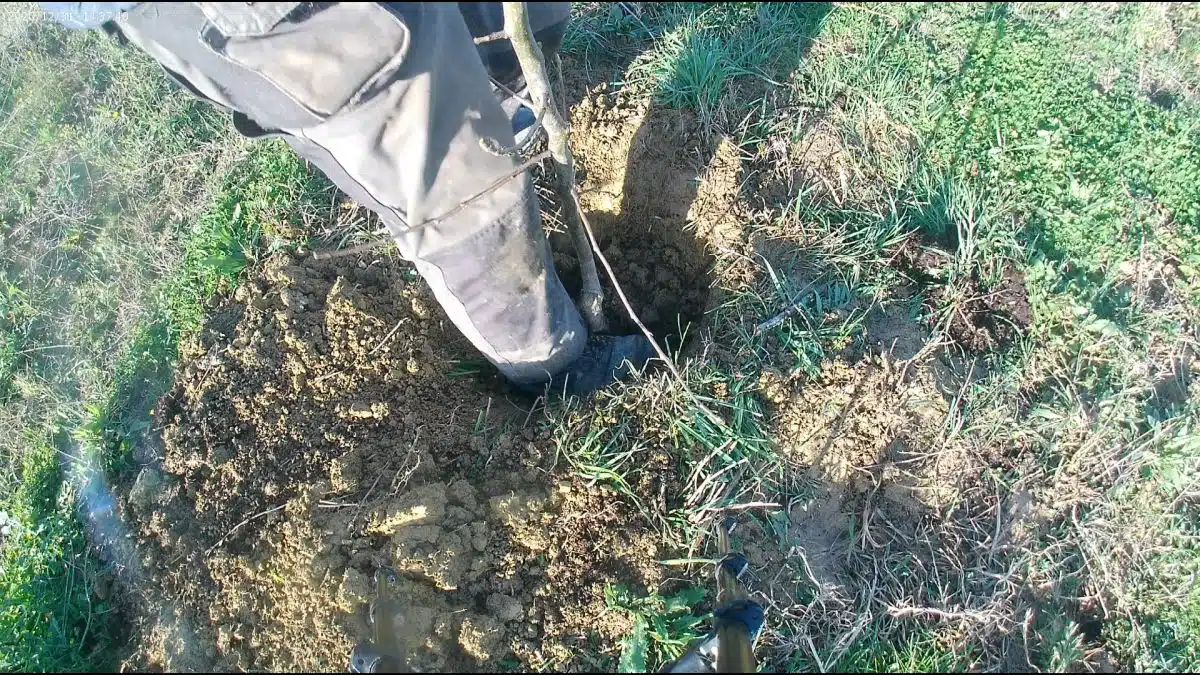 Come si trapianta un albero da frutto a radice nuda 6 come si trapianta un albero da frutto